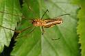 Tetragnatha_montana_D4970_Z_90_Les Gris_Frankrijk